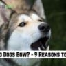 Why do Dogs Bow? - 9 Reasons to Know