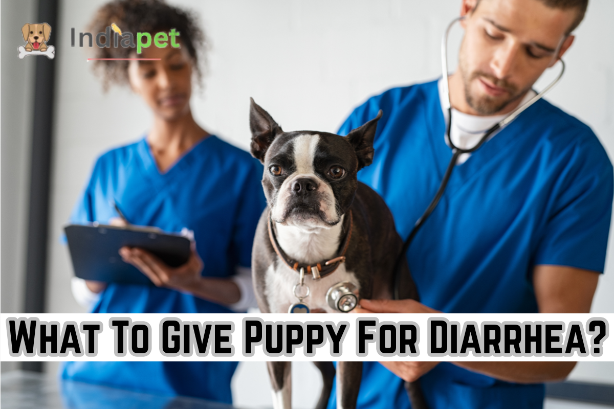 What To Give Puppy For Diarrhea?