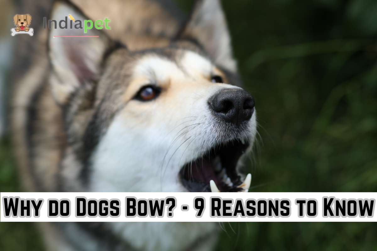 Why do Dogs Bow? - 9 Reasons to Know