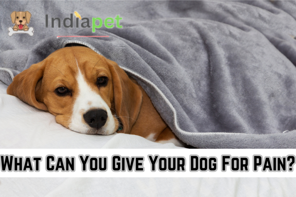 What Can You Give Your Dog For Pain?