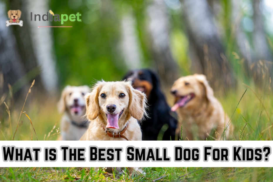 What is The Best Small Dog For Kids?