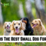 What is The Best Small Dog For Kids?