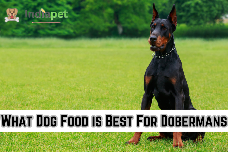 What Dog Food is Best For Dobermans
