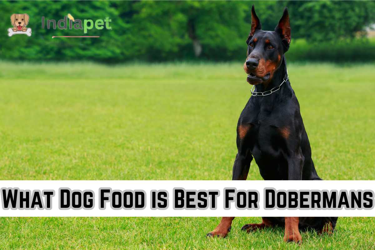 What Dog Food is Best For Dobermans