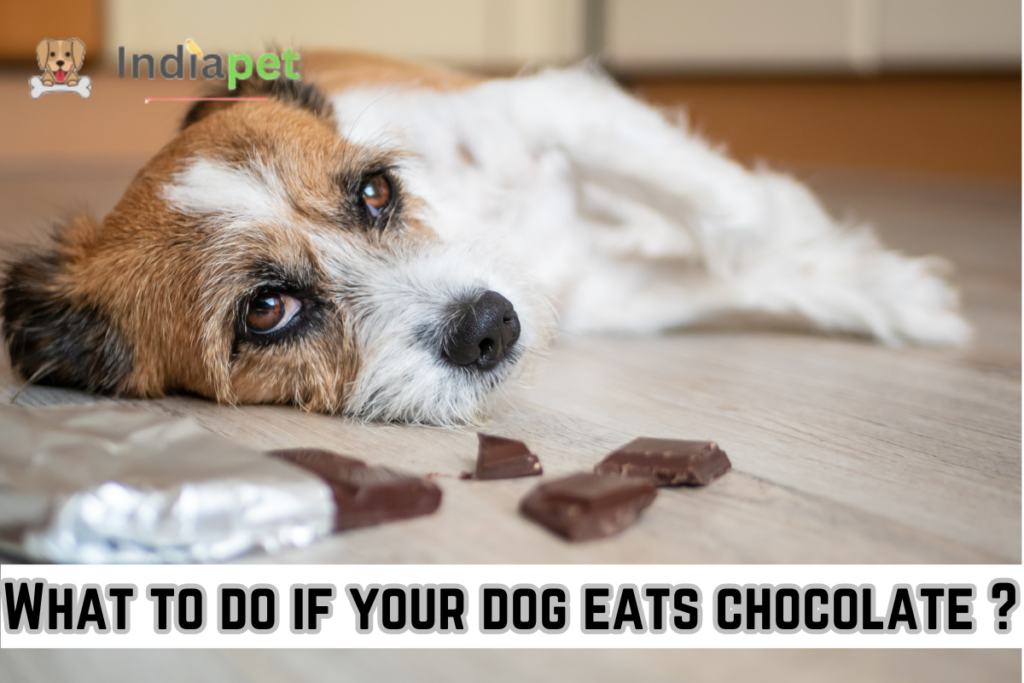 What to do if your dog eats chocolate ?