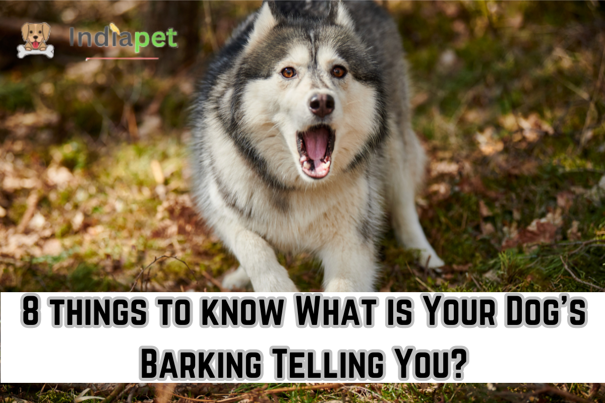 8 things to know What is Your Dogs Barking Telling You