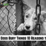 Why Do Dogs Bury Things 10 Reasons to Know