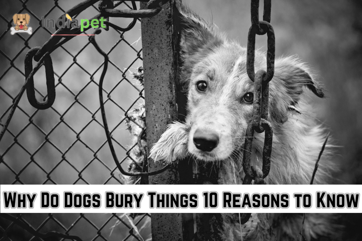 Why Do Dogs Bury Things 10 Reasons to Know