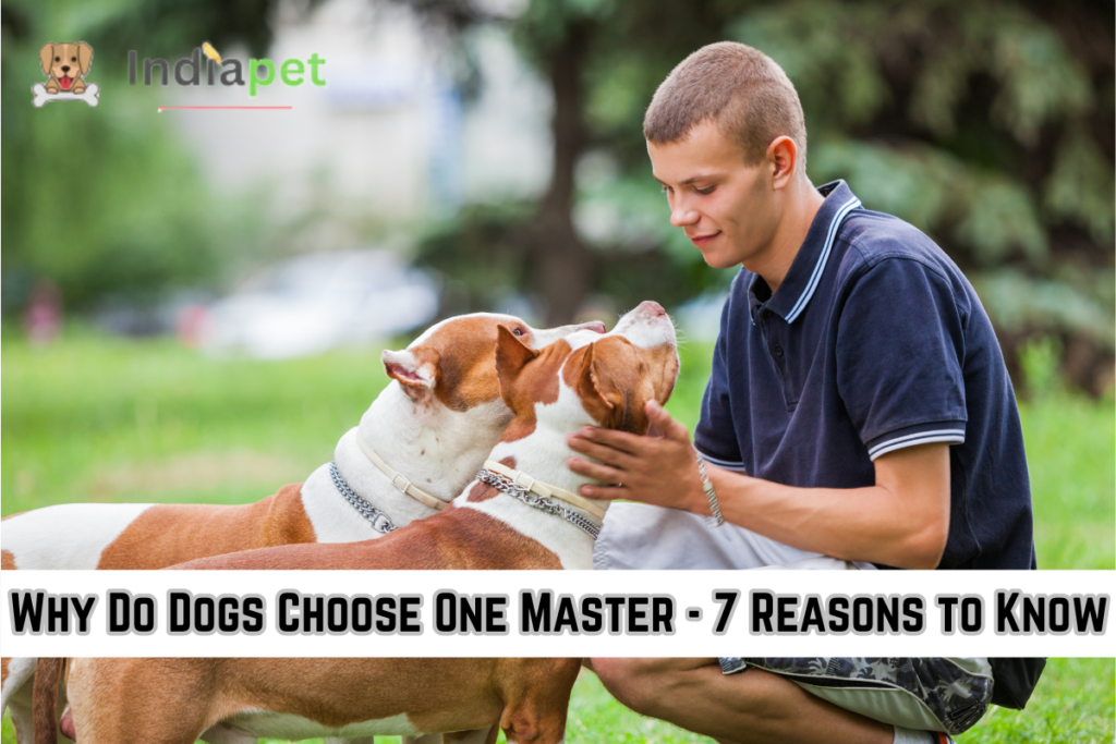 Why Do Dogs Choose One Master - 7 Reasons to Know