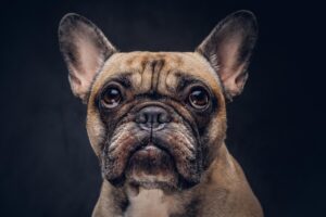 10 Ugly Dog Breeds You Need to See to Believe