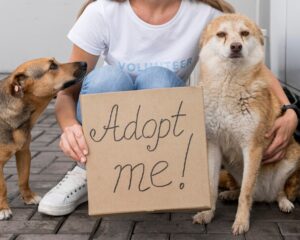 10 Things To Consider When Adopting A Dog