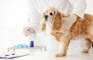 What Is Deworming? How To Deworm Your Dog?