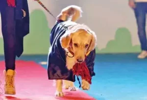 Watch Dogs Walking the Ramp with Oomph and Style!