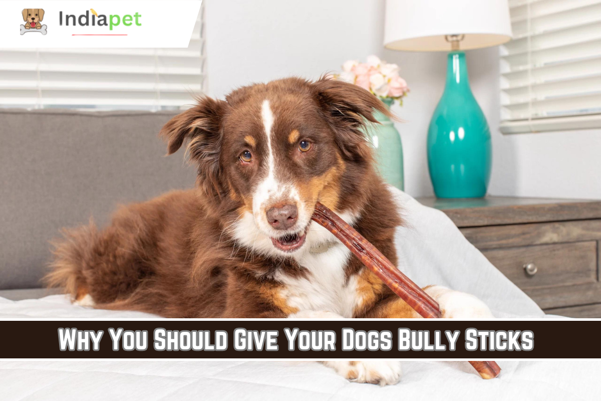 Why You Should Give Your Dogs Bully Sticks