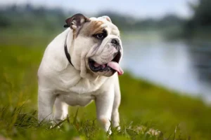 world's most expensive dog breeds