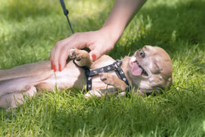 Why Dogs Love Belly Rubs? - Know the Reasons