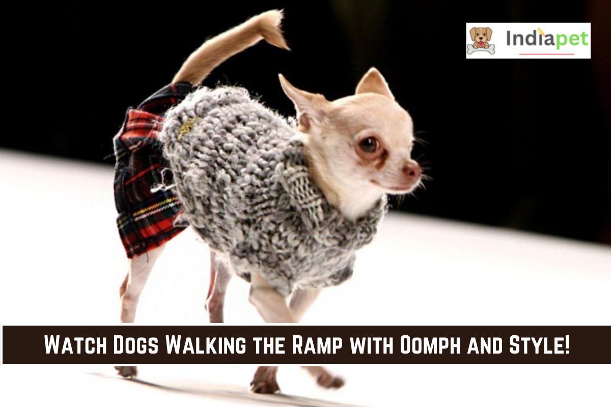 Watch Dogs Walking the Ramp with Oomph and Style!