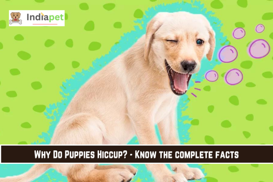 Why Do Puppies Hiccup? - Know the complete facts