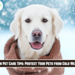 Winter Pet Care Tips: Protect Your Pets from Cold Weather