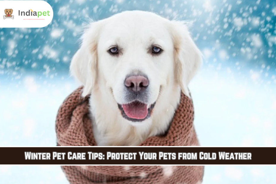 Winter Pet Care Tips: Protect Your Pets from Cold Weather