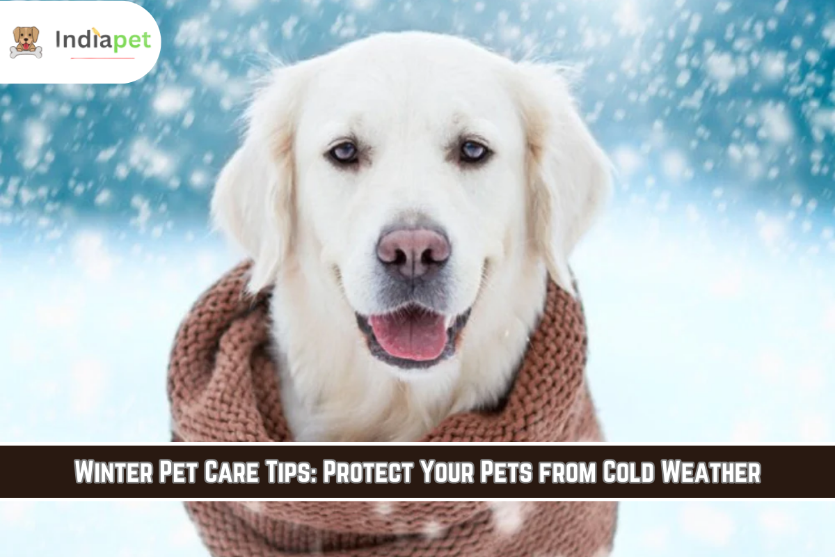 Winter Pet Care Tips: Protect Your Pets from Cold Weather