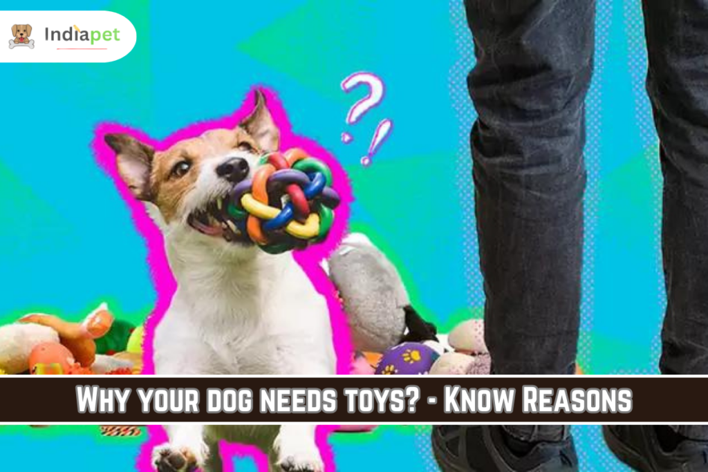 Why your dog needs toys? - Know Reasons