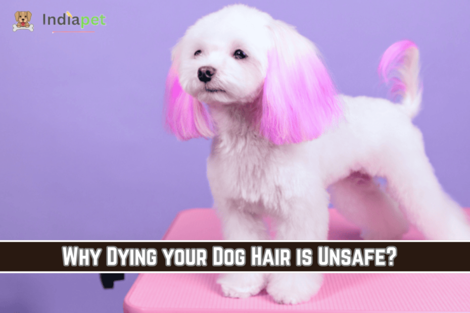 Why Dying your Dog Hair is Unsafe?
