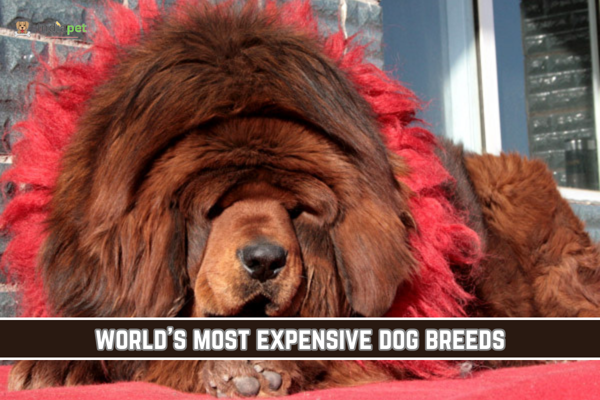 world's most expensive dog breeds