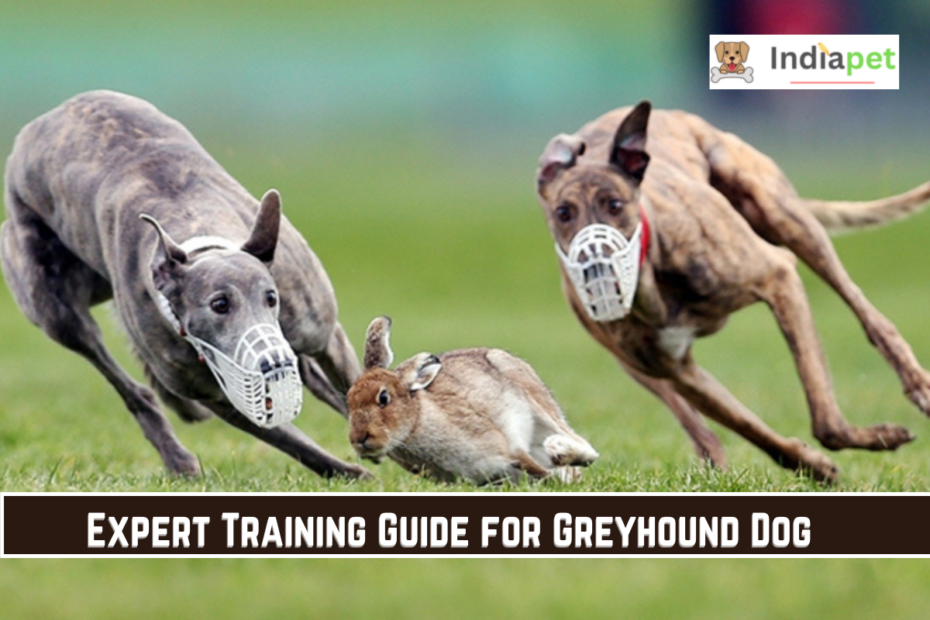 Expert Training Guide for Greyhound Dog