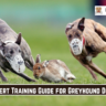 Expert Training Guide for Greyhound Dog