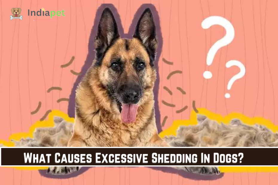 What Causes Excessive Shedding In Dogs?