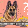 What Causes Excessive Shedding In Dogs?