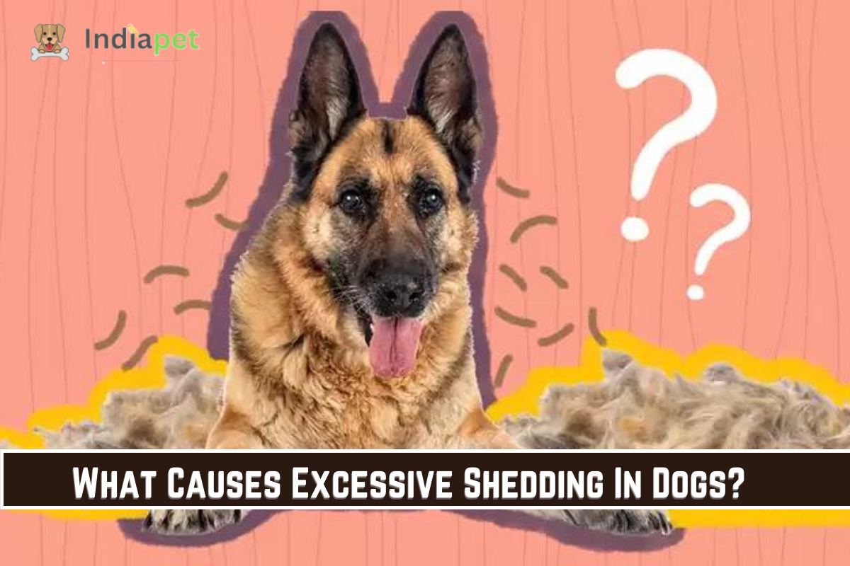 What Causes Excessive Shedding In Dogs?