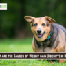 What are the Causes of Weight gain (Obesity) in Dogs?