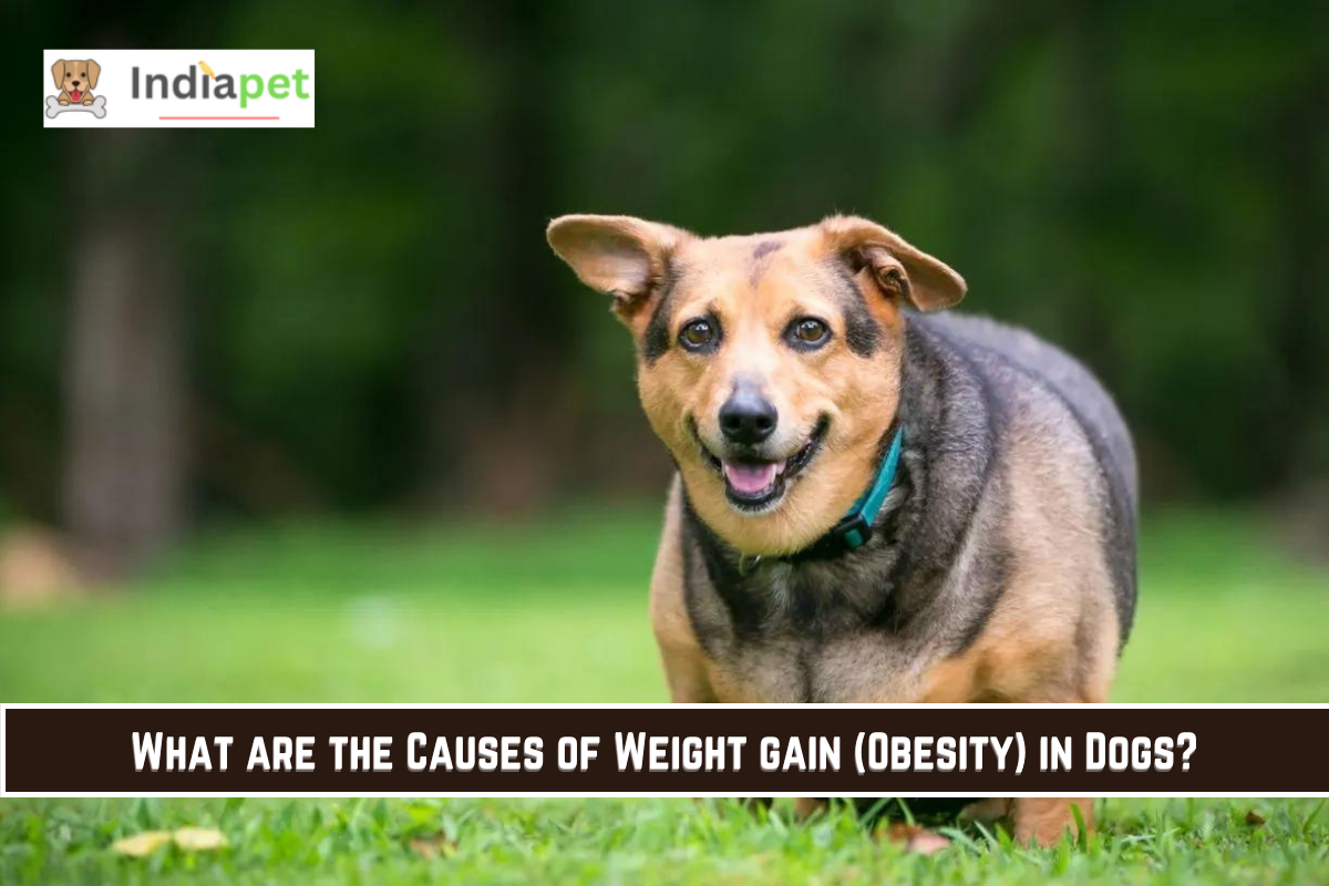 What are the Causes of Weight gain (Obesity) in Dogs?