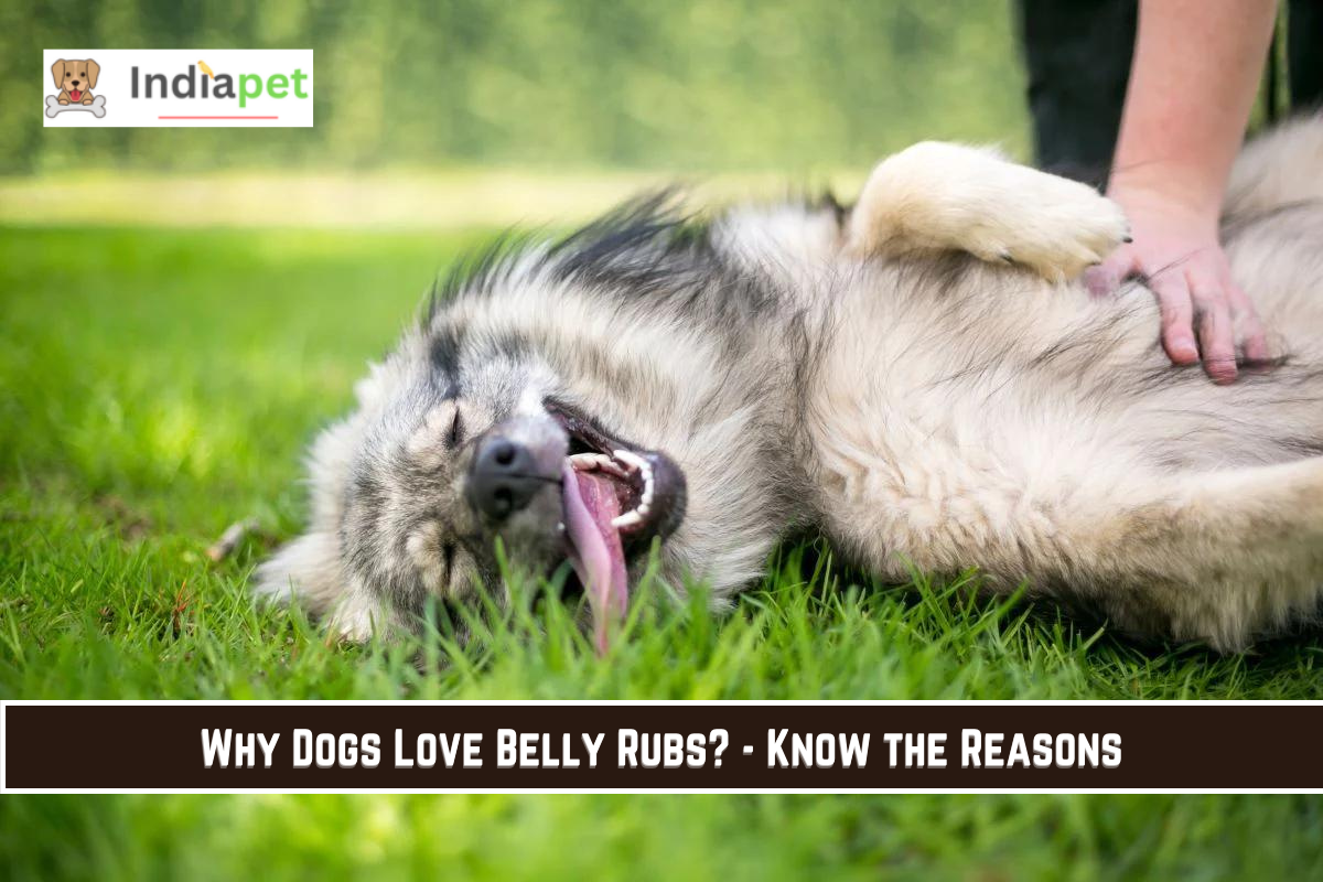 Why Dogs Love Belly Rubs? - Know the Reasons