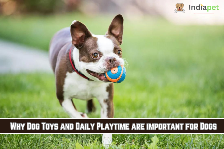 Why Dog Toys and Daily Playtime are important for Dogs