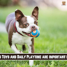 Why Dog Toys and Daily Playtime are important for Dogs