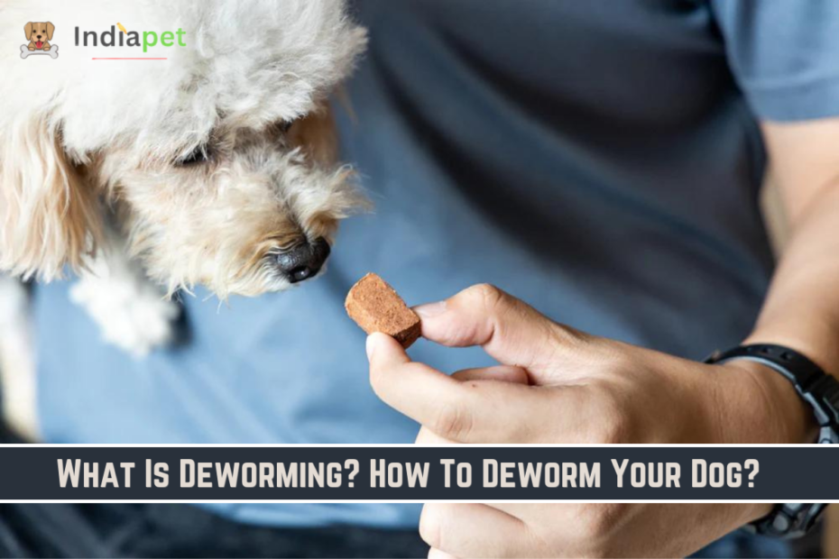 What Is Deworming? How To Deworm Your Dog?