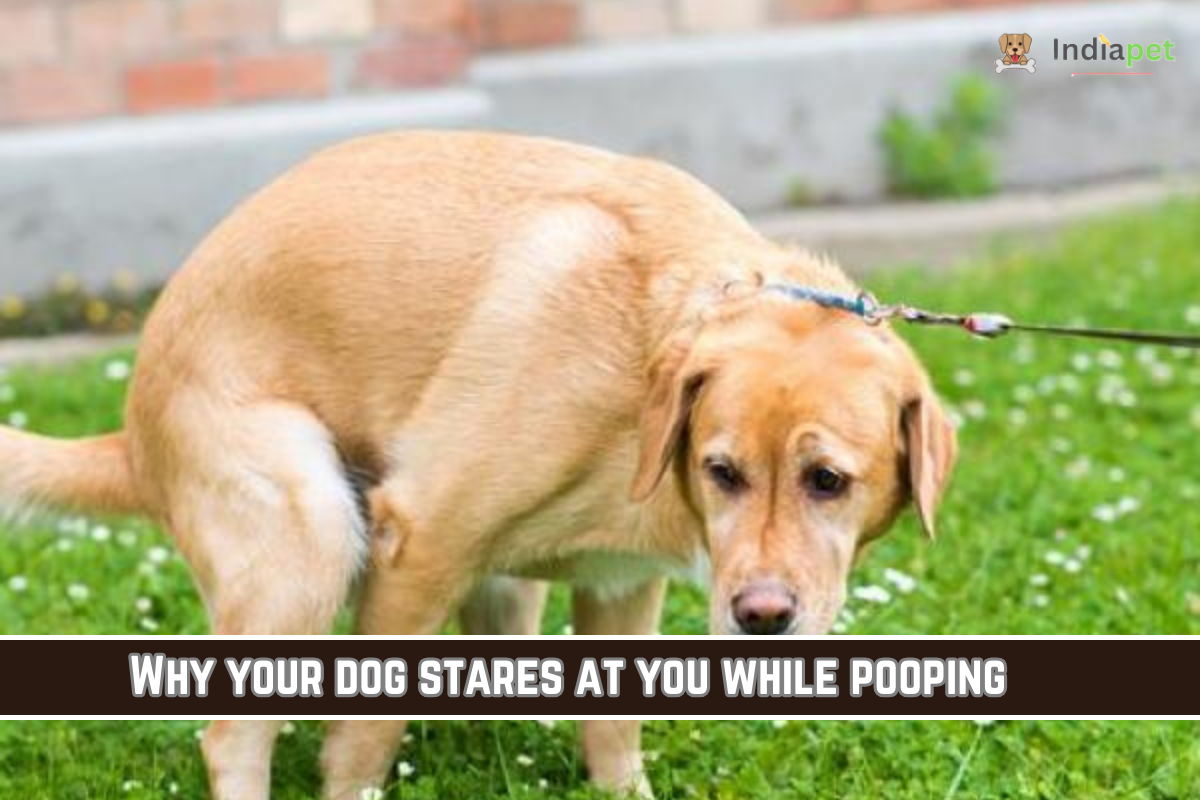 Why your dog stares at you while pooping