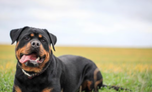 world's most expensive dog breeds