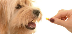 What Is Deworming? How To Deworm Your Dog