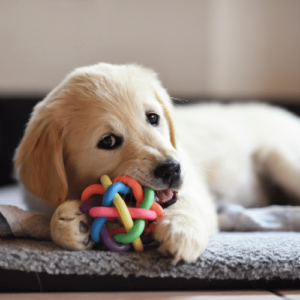 Why your dog needs toys? - Know Reasons