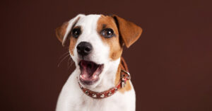 Why Do Puppies Hiccup? - Know the complete facts