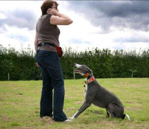 Training Guide for Greyhound Dog