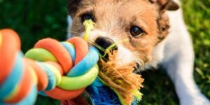 Why your dog needs toys? - Know Reasons
