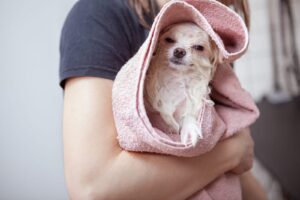 Winter Pet Care Tips: Protect Your Pets from Cold Weather