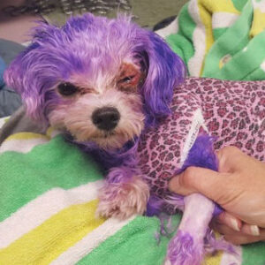 Why Dying your Dog Hair is Unsafe?