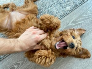 Why Dogs Love Belly Rubs? - Know the Reasons