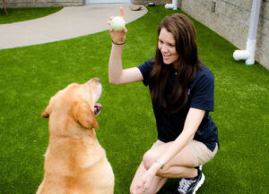 Why Dog Toys and Daily Playtime are important for Dogs